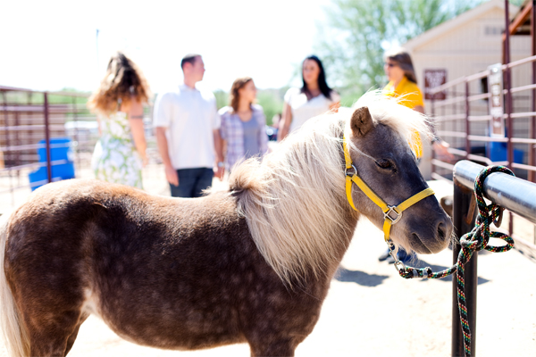 Equine Therapy Horse