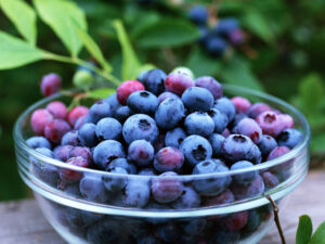 BlueBerries-copy