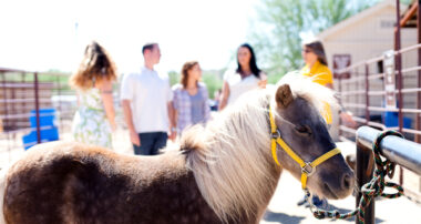 Equine Therapy Horse