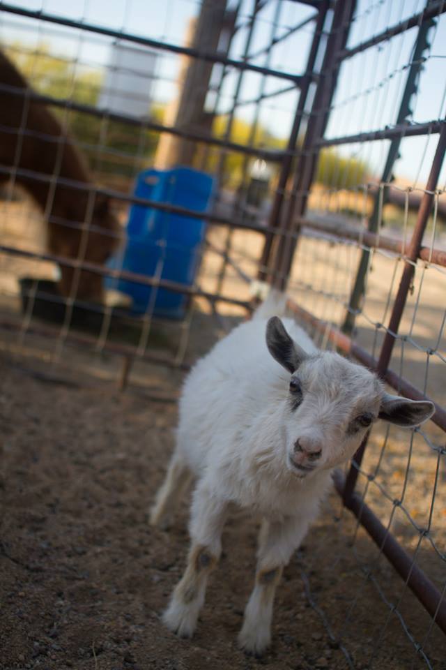 Animal Assisted Therapy Rosewood Centers for Eating Disorders