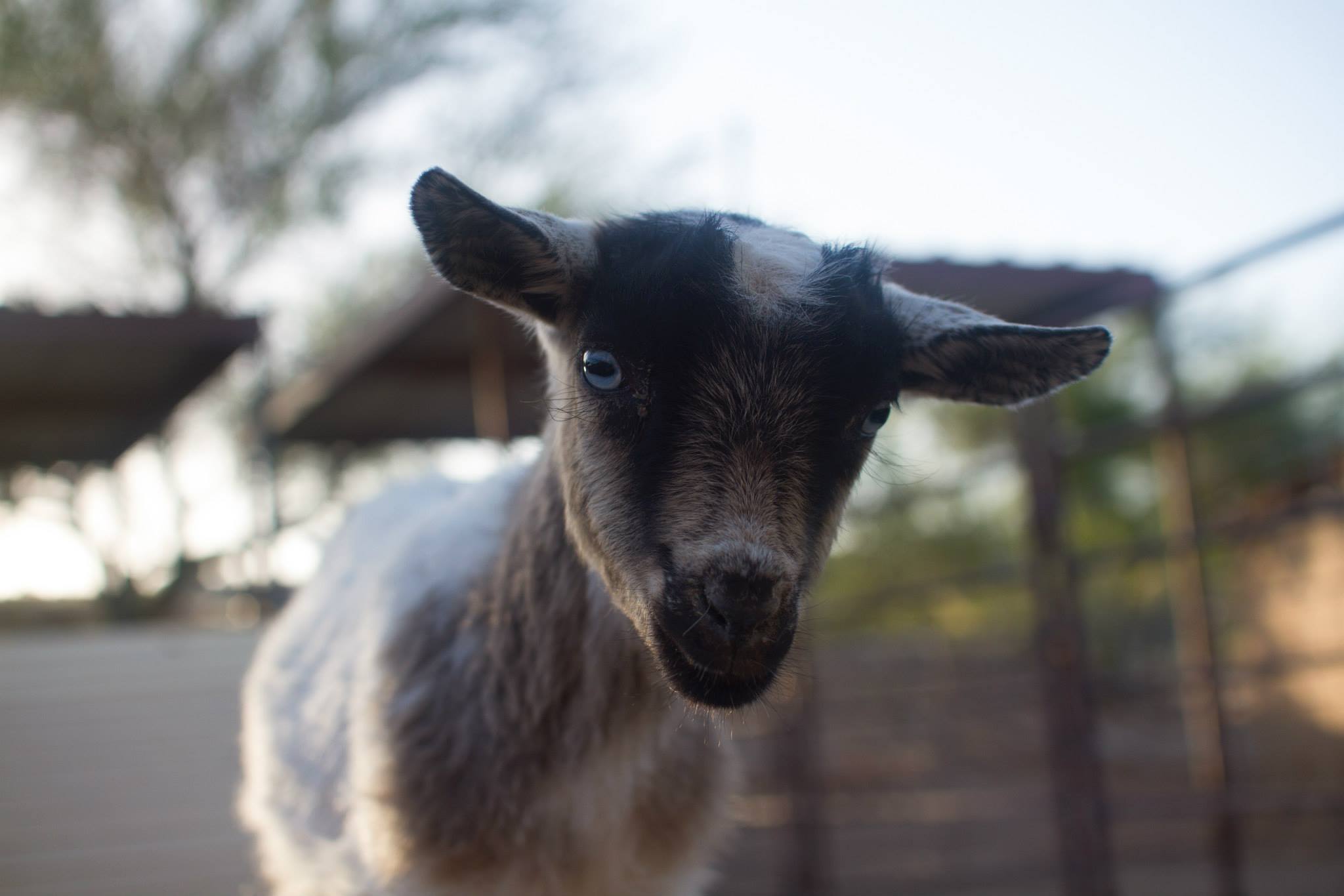 animal assisted therapy rosewood centers for eating disorders